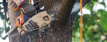 Best Tree Removal  in Bells, TN