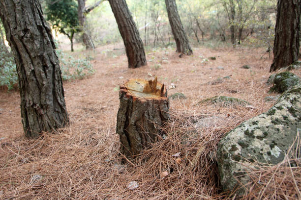 How Our Tree Care Process Works  in  Bells, TN