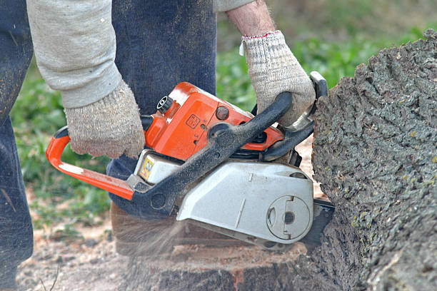 Best Root Management and Removal  in Bells, TN