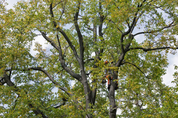 Best Tree Risk Assessment  in Bells, TN